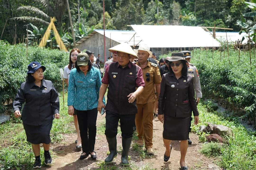 Dukung Ketahanan Pangan, Pemkab Minahasa Tanam Pangan Cepat Panen di Tonsea Lama