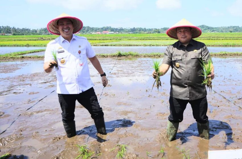  Bupati Minahasa Dampingi Wakil Gubernur dalam Kegiatan Panen dan Penanaman Padi di Desa Touliang