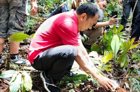 Kendati Sibuk Hadapi Tahapan Pilkada, Caroll Senduk Sempatkan Diri Tanam Pohon di Gunung Masarang